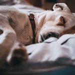 How to Choose the Best Value Pet Insurance Plan in 2025