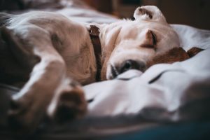 How to Choose the Best Value Pet Insurance Plan in 2025