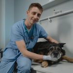 U.S. Best Pet Insurance Companies Worth Buying in 2025