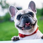 Is Pet Insurance Worth It in 2025? Real Cases and Data Explained