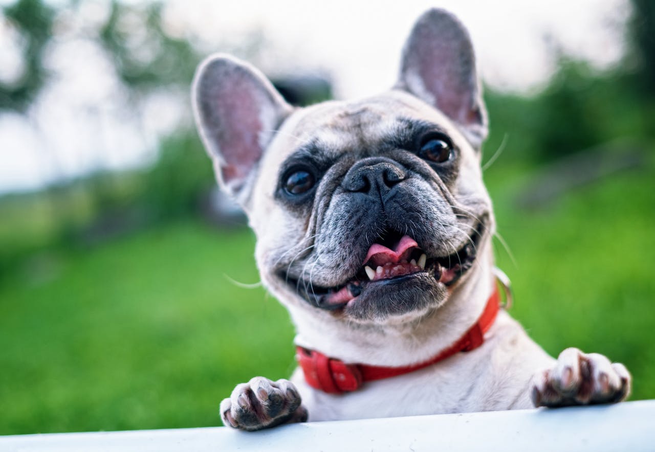 Is Pet Insurance Worth It in 2025? Real Cases and Data Explained