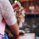 How to Choose the Best Pet Insurance Deductible and Reimbursement Limit