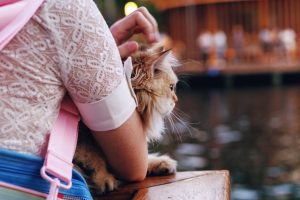 How to Choose the Best Pet Insurance Deductible and Reimbursement Limit