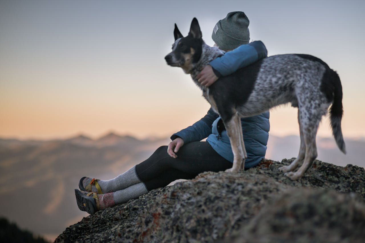 Pet Insurance Monthly Cost 2025: Full Provider Comparison