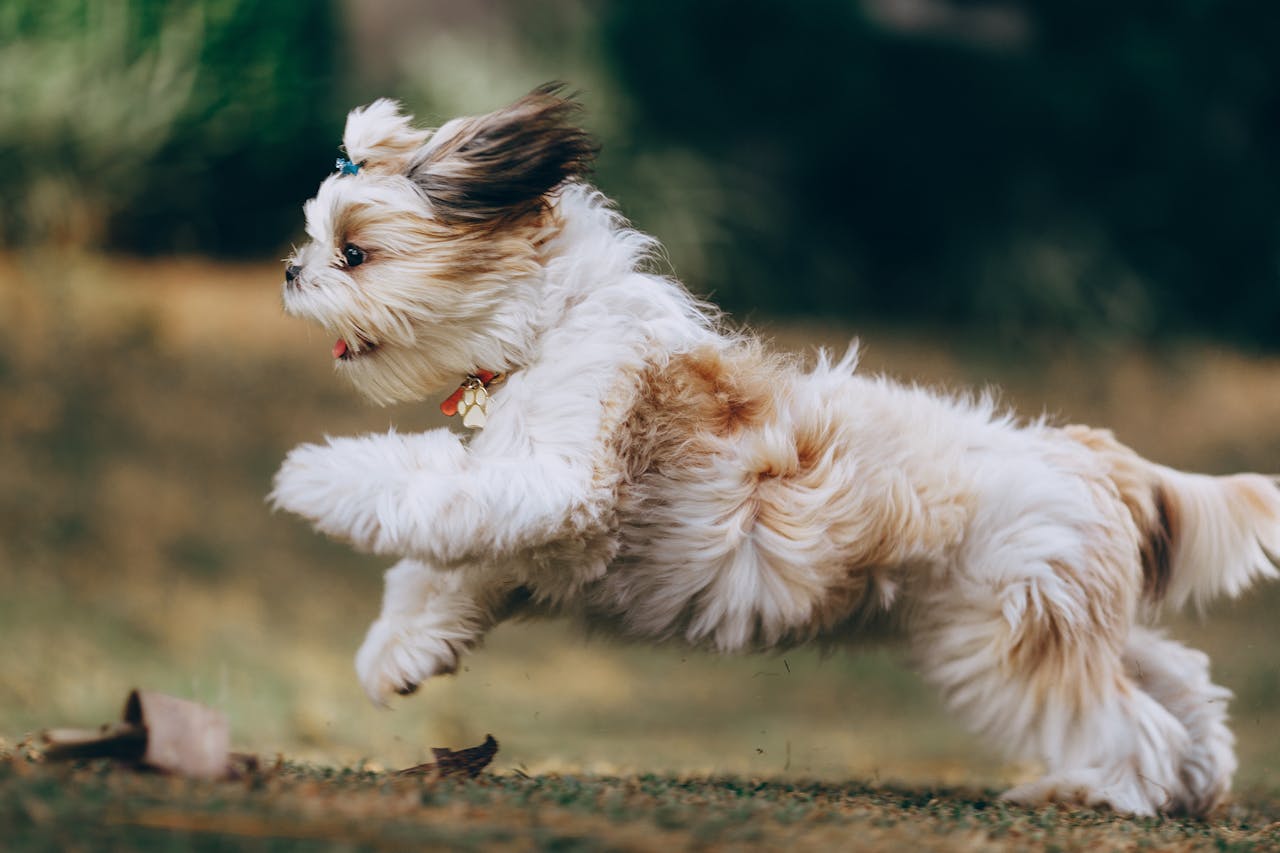Pet Insurance by Breed: Top Dog & Cat Health Risks in 2025