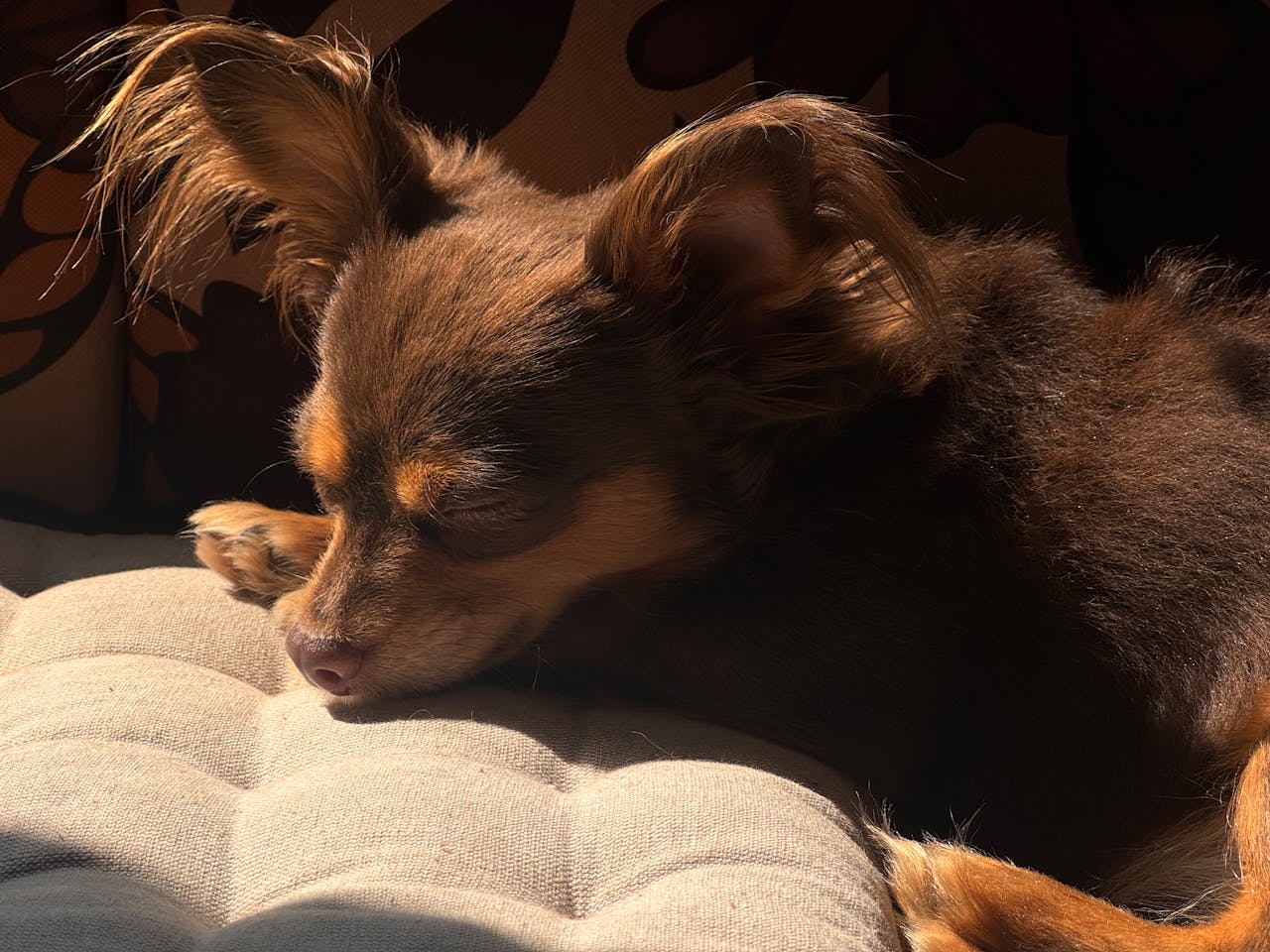 Is Pet Insurance Worth It in 2025? A Guide for U.S. Dog Owners