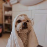 Senior Pet Insurance 2025: Can You Still Insure Older Pets?