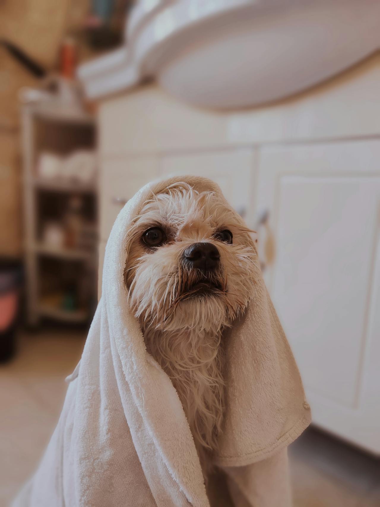 Senior Pet Insurance 2025: Can You Still Insure Older Pets?