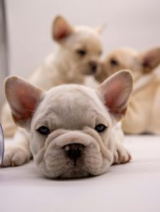 Pet Insurance Small vs Large Dogs: Which Size Needs More in 2025?