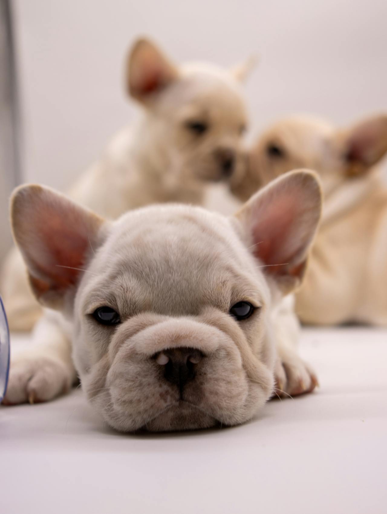Pet Insurance Small vs Large Dogs: Which Size Needs More in 2025?