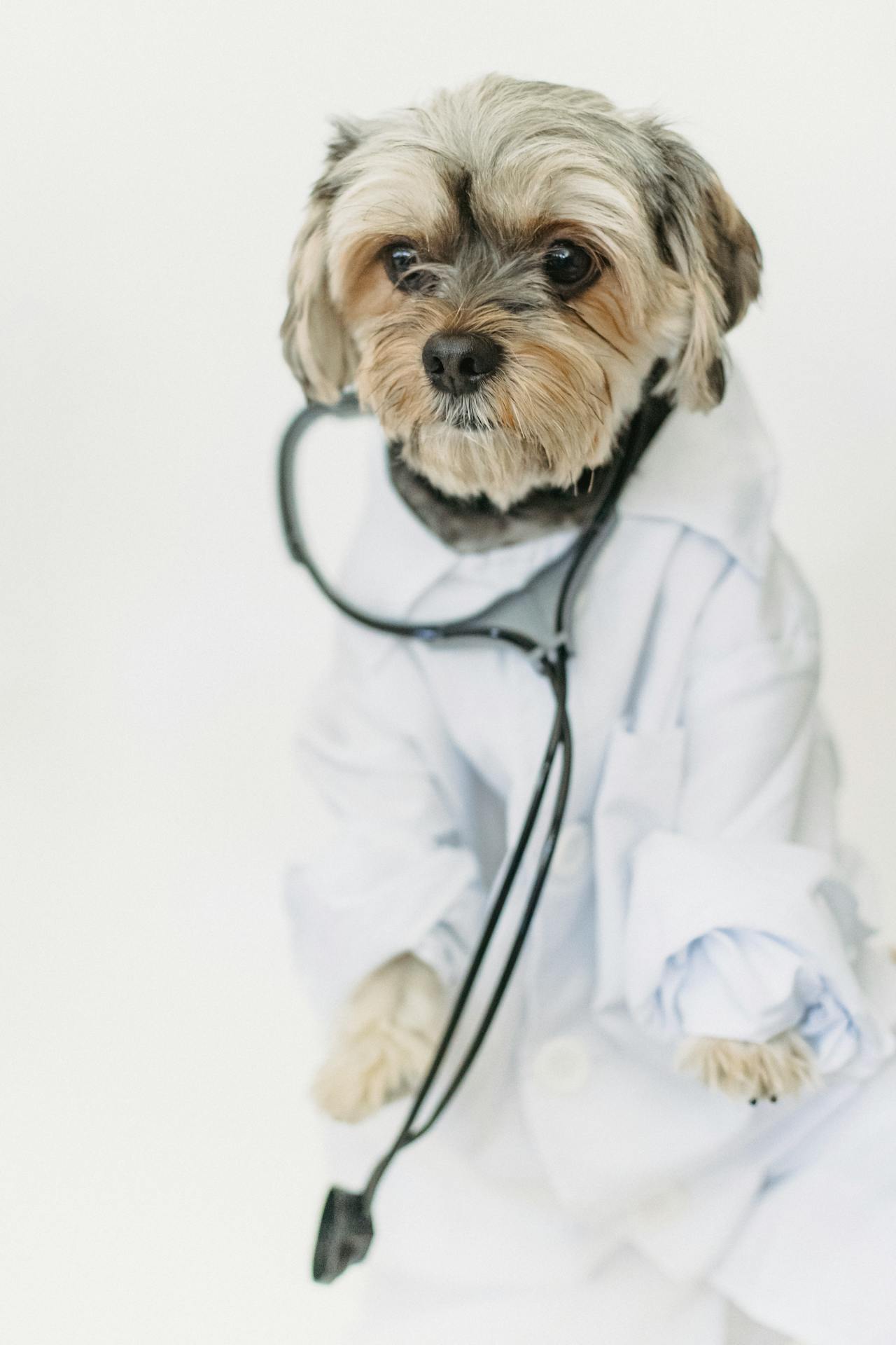 Accident-Only vs Comprehensive Pet Insurance: Which Is Better in 2025?