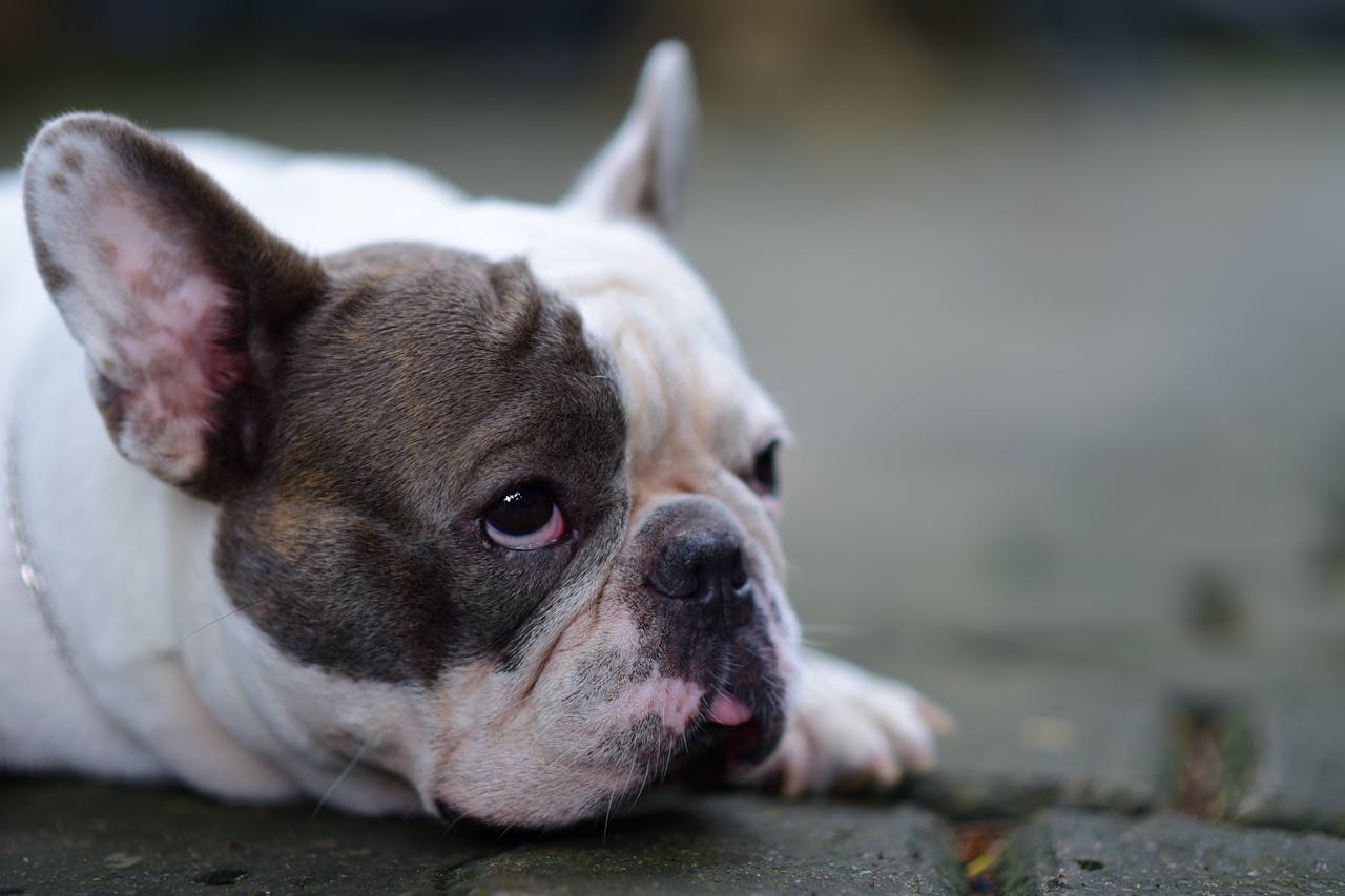 How Pet Insurance Deductibles Work in 2025: Save More with the Right Plan