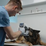 Pet Insurance vs Pet Emergency Fund: What's Better for Pet Protection?