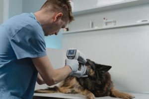 Pet Insurance vs Pet Emergency Fund: What's Better for Pet Protection?